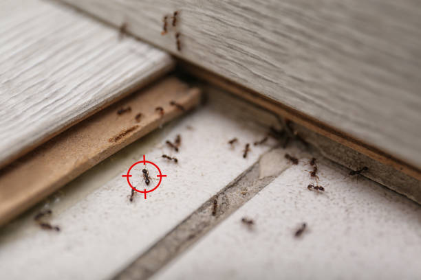 Best Affordable Pest Control Services  in Rendon, TX