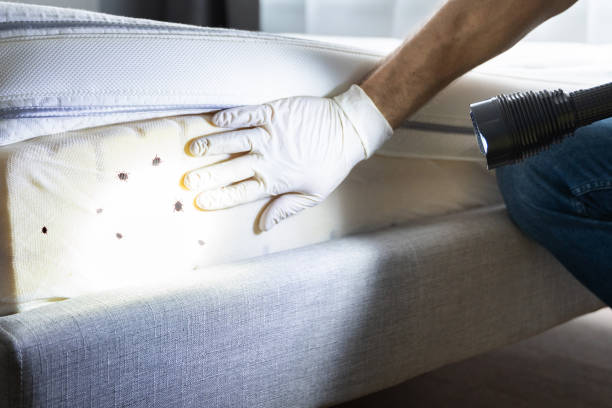 Insect Control in Rendon, TX