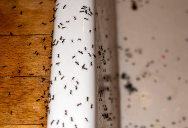 Best Wasp Removal Services  in Rendon, TX
